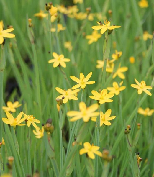 Sisyrinchium californicum Vypredaj
